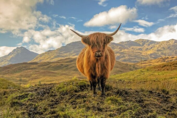 From Glasgow: Loch Lomond, Trossachs & Stirling Castle Tour - Customer Reviews
