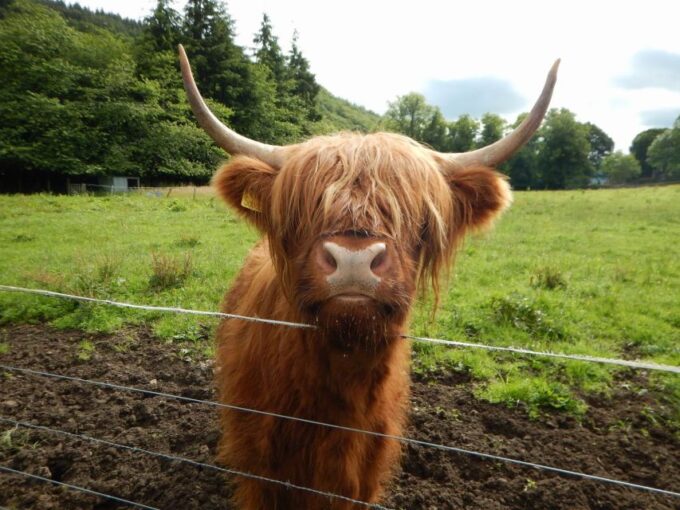 From Glasgow: Scottish Highlands & Isle of Skye 5-Day Tour - Day 4: Loch Ness Adventure