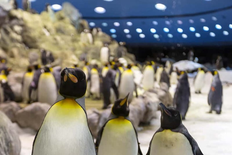 From Gran Canaria: Day Trip to Loro Parque Tenerife - Key Points