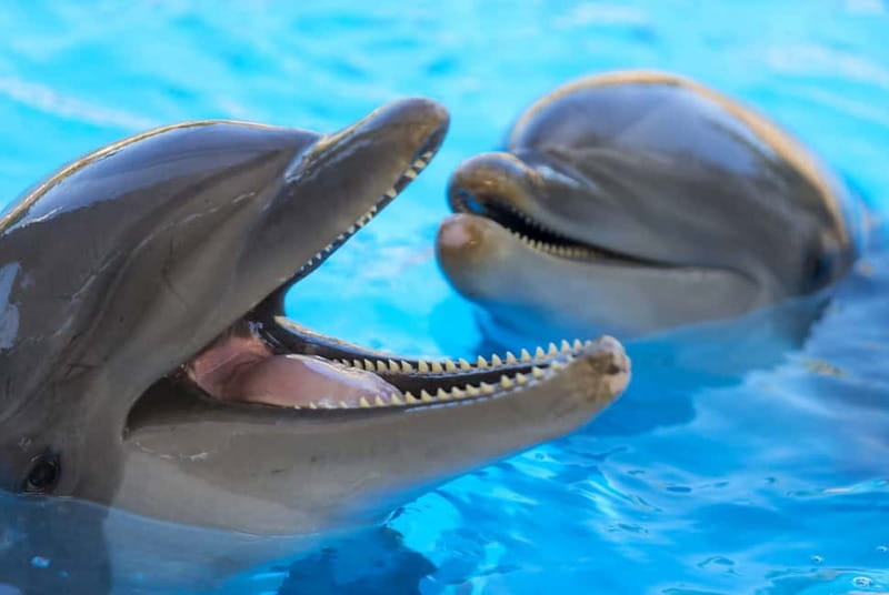 From Gran Canaria: Day Trip to Loro Parque Tenerife - How This Tour Works
