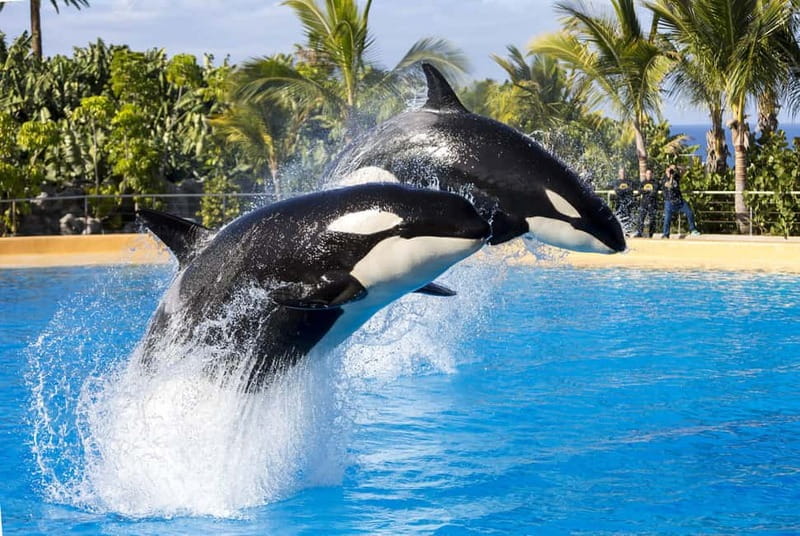 From Gran Canaria: Day Trip to Loro Parque Tenerife - Transportation and Logistics