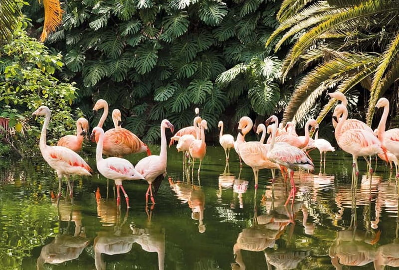 From Gran Canaria: Day Trip to Loro Parque Tenerife - What You Need to Know Before You Go