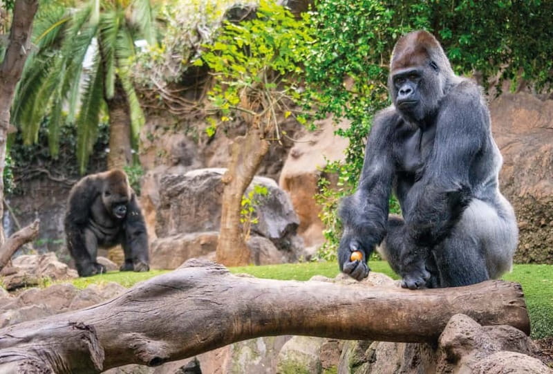 From Gran Canaria: Day Trip to Loro Parque Tenerife - Who Will Enjoy This Tour?