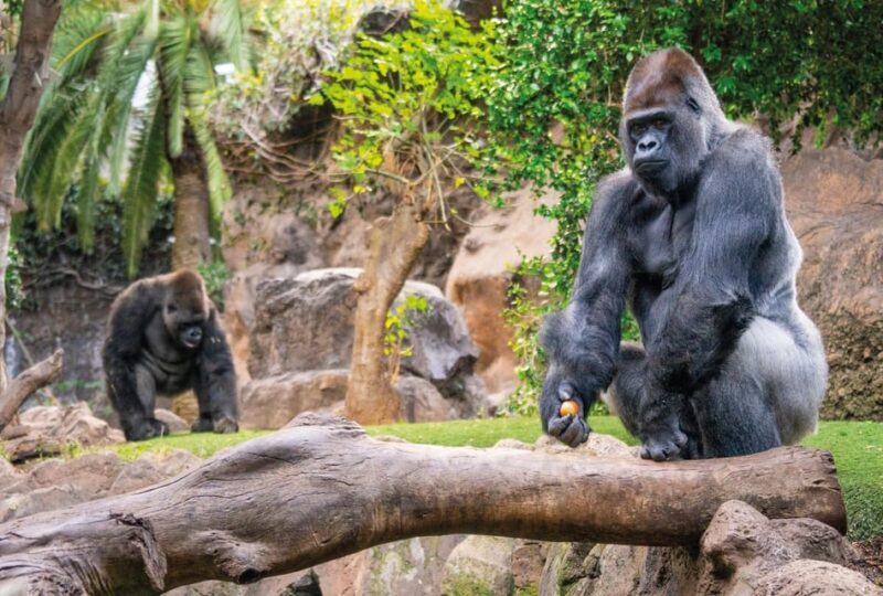 From Gran Canaria: Day Trip to Loro Parque Tenerife - FAQ
