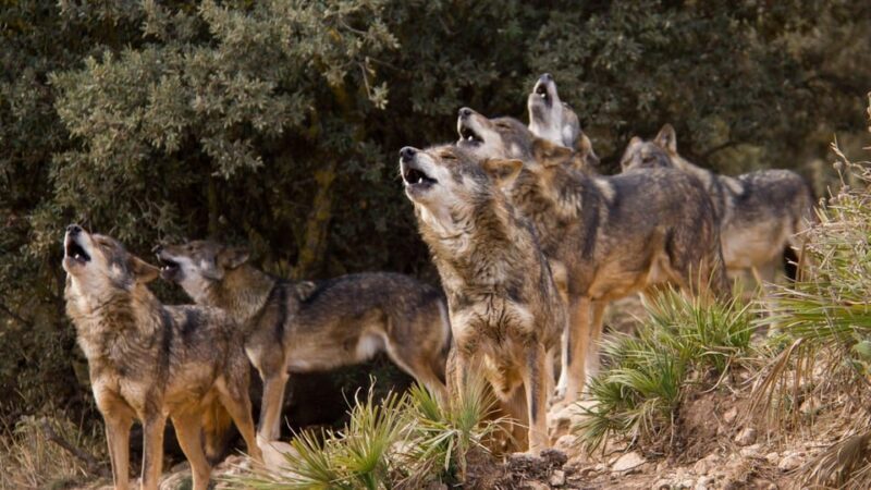 From Granada: Lobo Parque and Torcal de Antequera, Adventure Excursion - A Detailed Look at the Tour