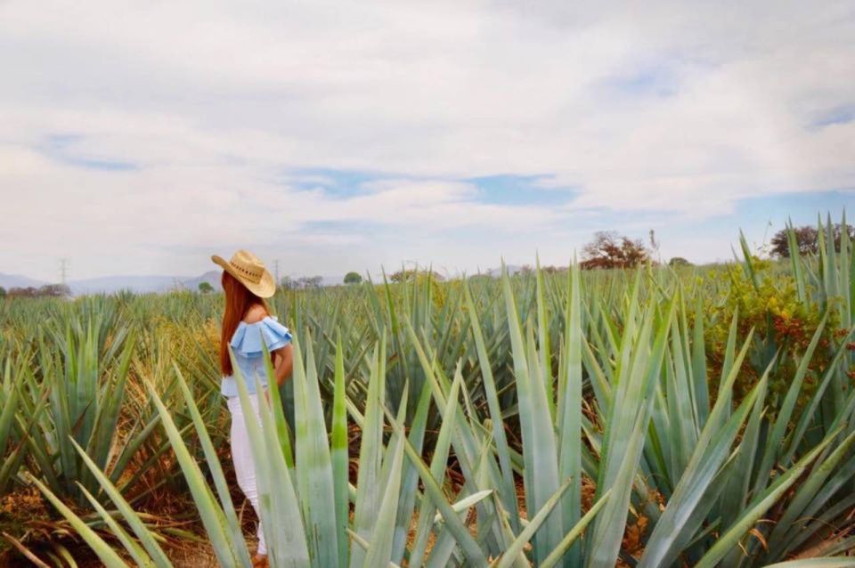 From Guadalajara: Tequila Town and Cantarito Making Tour - Agave Landscape Exploration