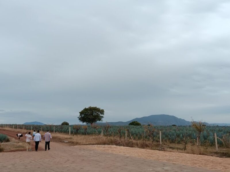 From Guadalajara: Tequila Town and Cantaritos El Guero - The Real Value: What Travelers Say