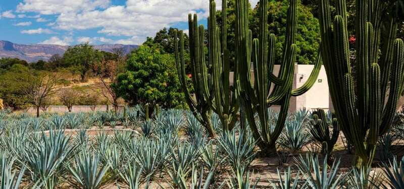 From Guadalajara to Tequila and Teuchitlan: Motorcycle Tour - Lunch and Sightseeing in Tequila: 2 Hours