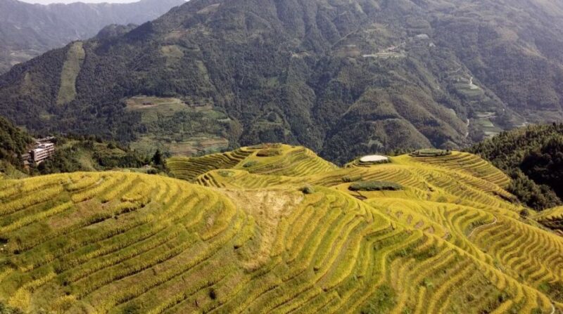 From Guilin: Longsheng Dragons Backbone Rice Terraces - Good To Know