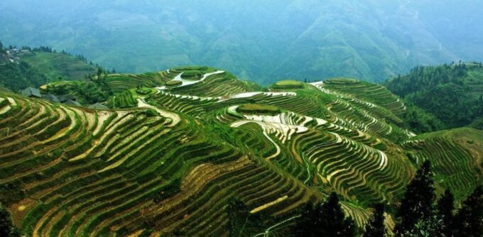 From Guilin: Longsheng Dragons Backbone Rice Terraces - Local Culture Experience