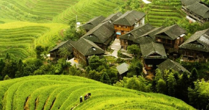 From Guilin: Longsheng Dragons Backbone Rice Terraces - Customer Reviews