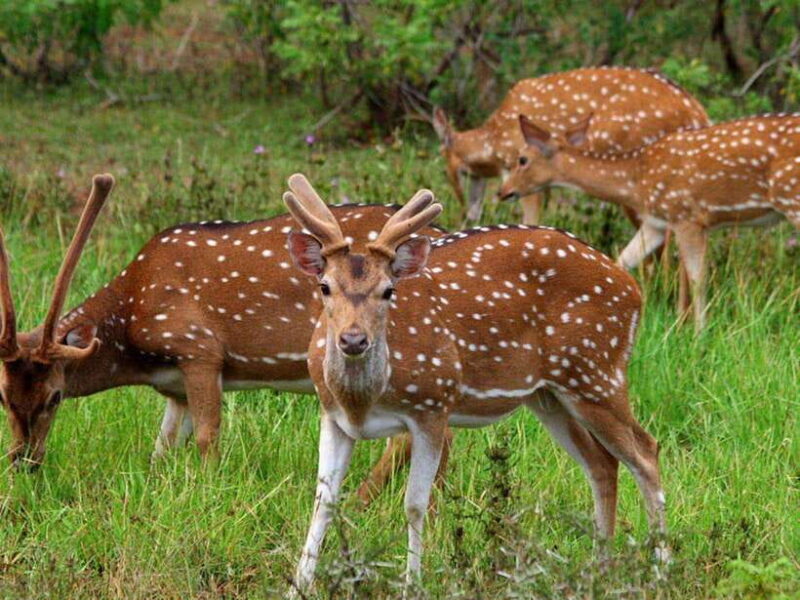 From Hambantota Harbor: Bundala National Park Safari-Private - Why Choose This Safari?