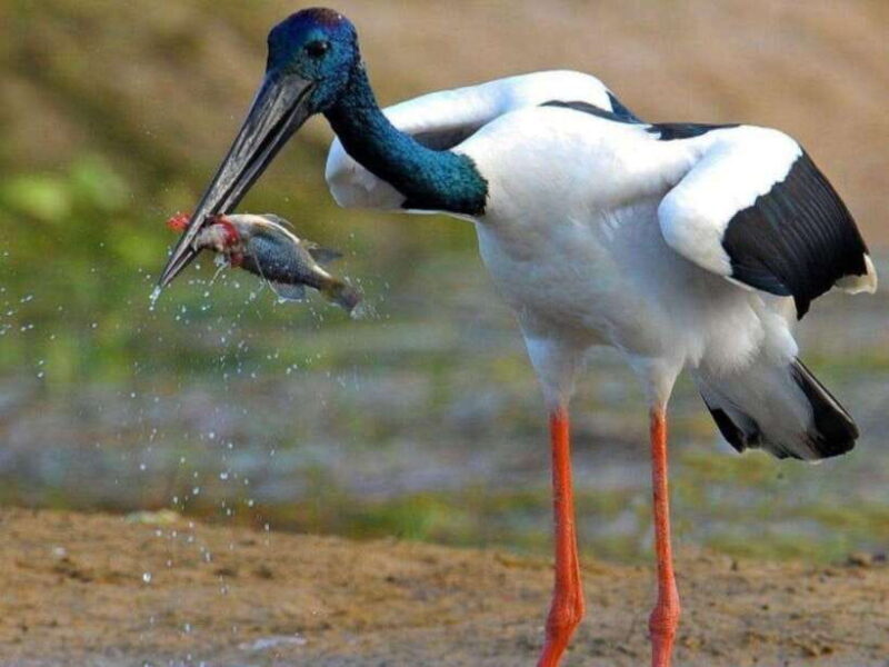 From Hambantota Harbor: Bundala National Park Safari-Private - The Significance of Bundala National Park