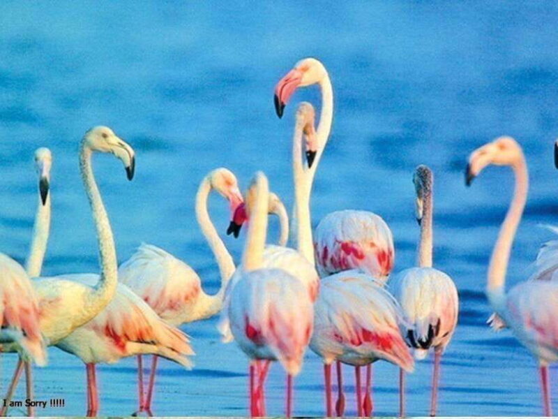From Hambantota Harbor: Bundala National Park Safari-Private - The Itinerary: What’s Included and What’s Not