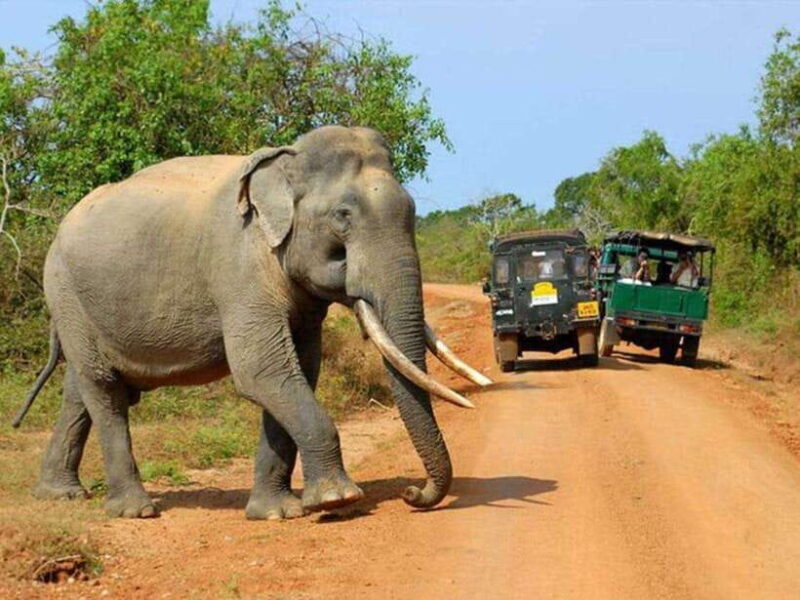 From Hambantota Harbor: Bundala National Park Safari-Private - Value and Booking