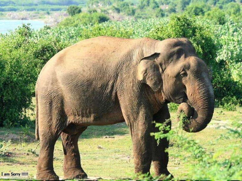 From Hambantota Harbor: Bundala National Park Safari-Private - Who Is This Tour Best For?