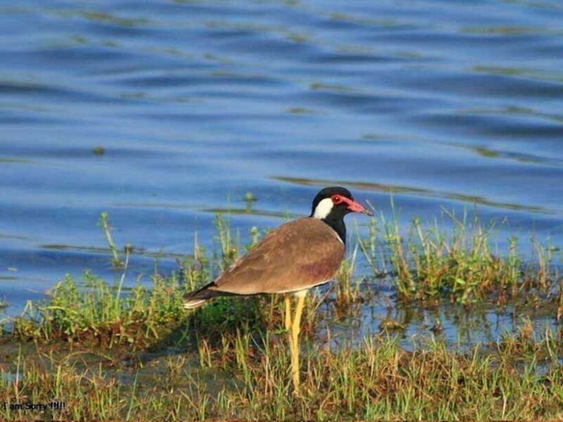 From Hambantota Harbor: Bundala National Park Safari-Private - Final Thoughts