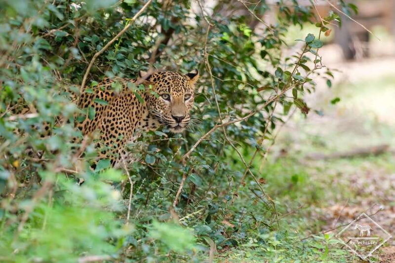 From Hambantota Port: Yala National Park Private Safari - Key Points