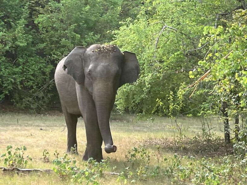 From Hambantota Port: Yala National Park Private Safari - An Overview of the Experience