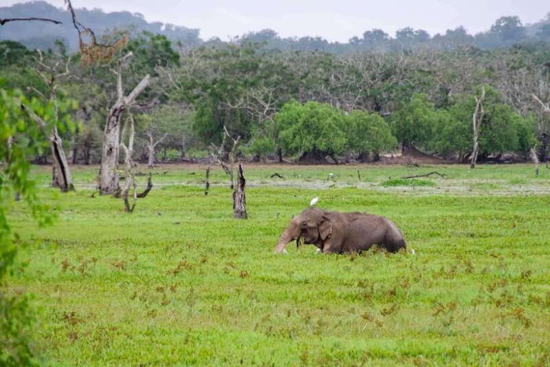 From Hambantota Port: Yala National Park Private Safari - Timing and Duration