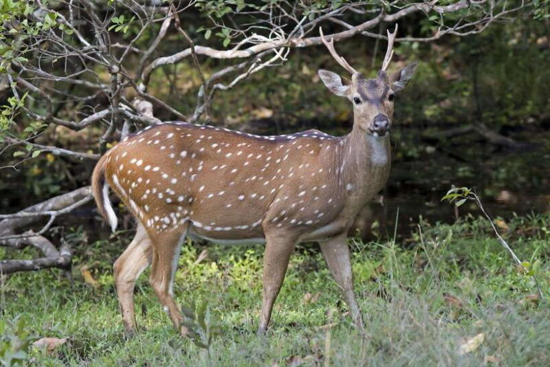 From Hambantota Port: Yala National Park Private Safari - The Value Proposition