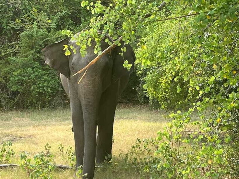 From Hambantota Port: Yala National Park Private Safari - Who Would Love This Tour?