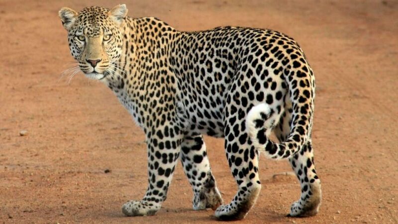 From Hambantota Port : Yala National Park Safari - Inclusions and Comfort