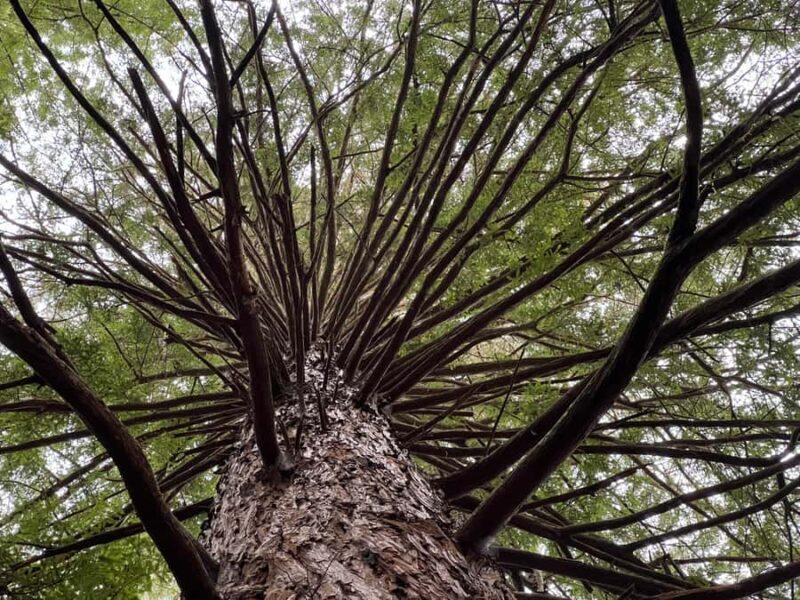 From Hamilton - WAI-O-TAPU, Redwood & Blue Springs Day Tour - A Close Look at the Itinerary and Highlights