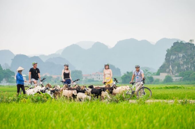 From Hanoi: 1-Day Ninh Binh Highlight Small - Big Group Tour - Activities