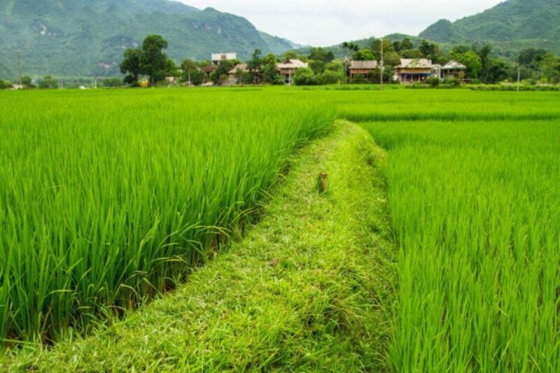 From Hanoi: Full-Day Mai Chau Group or Private Tour - Activities and Experiences