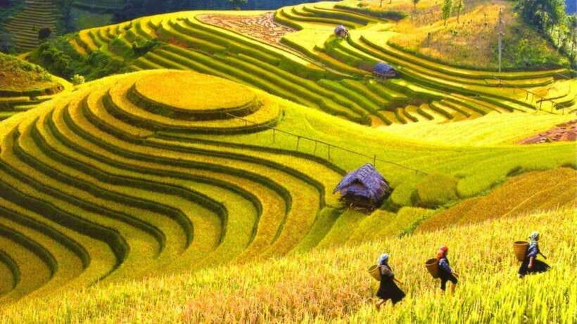 From Hanoi: Sapa Trekking - Y Linh Ho, Lao Chai, and Ta Van - Cultural Experiences
