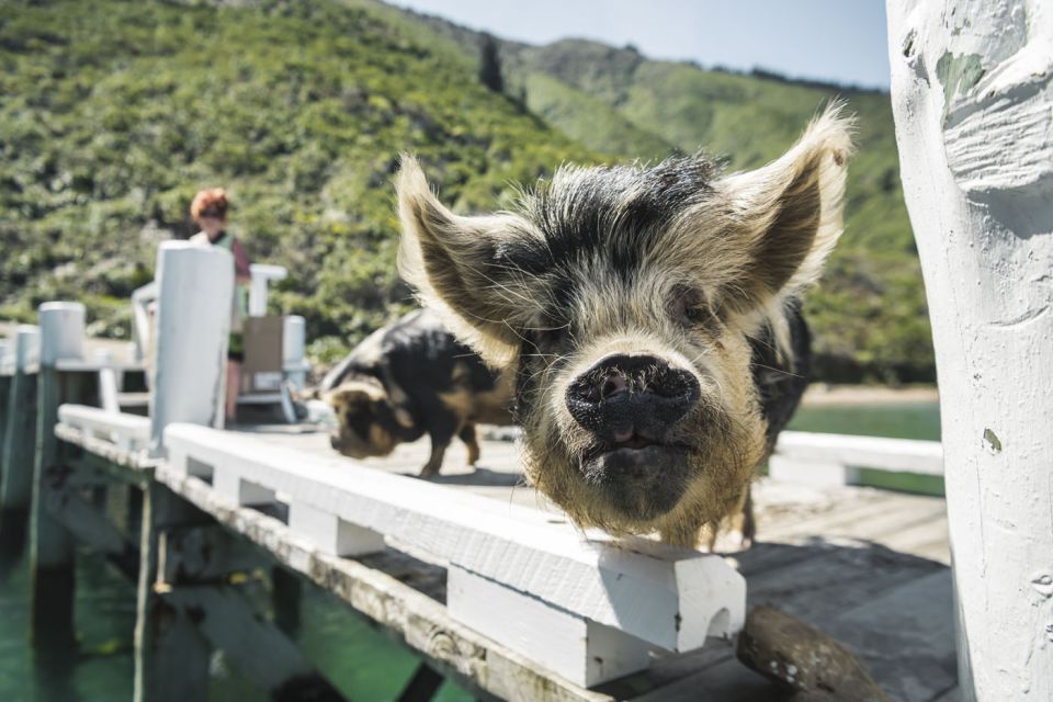 From Havelock: Marlborough Sounds Mail Boat Full-Day Cruise - Meeting Point