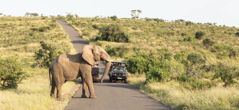 From Hazyview: Full Day Kruger Park Wildlife Safari - Good To Know