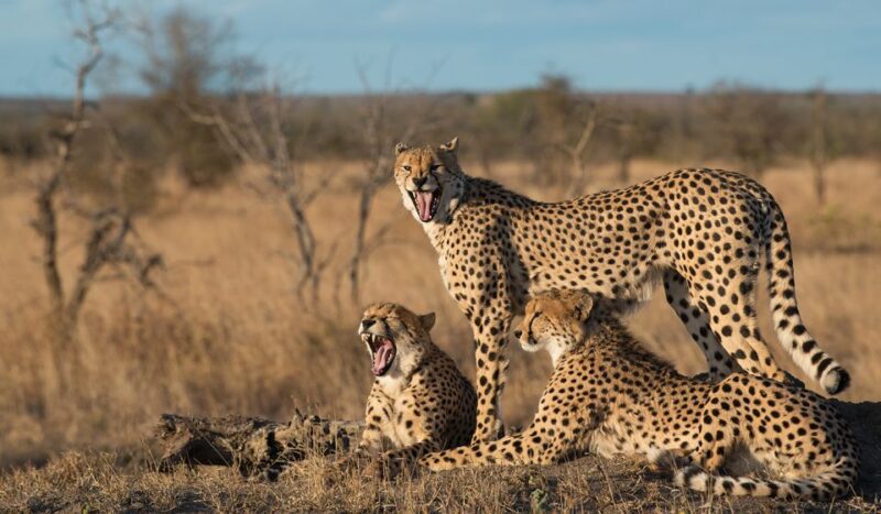 From Hazyview: Full Day Kruger Park Wildlife Safari - Spotting the Big Five