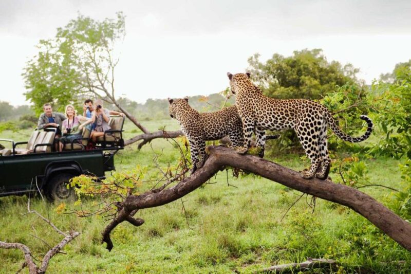 From Hazyview: Full Day Kruger Park Wildlife Safari - Diverse Ecosystems of Kruger
