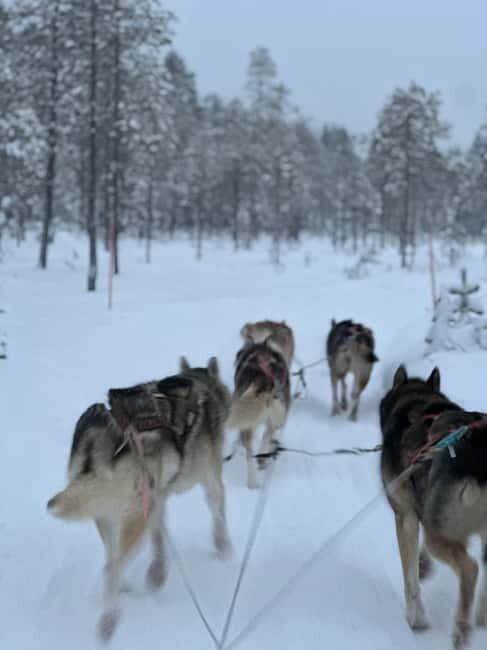 From Helsinki: 7-Day Lapland Northern Lights Tour - Day 1: From Helsinki to the Arctic