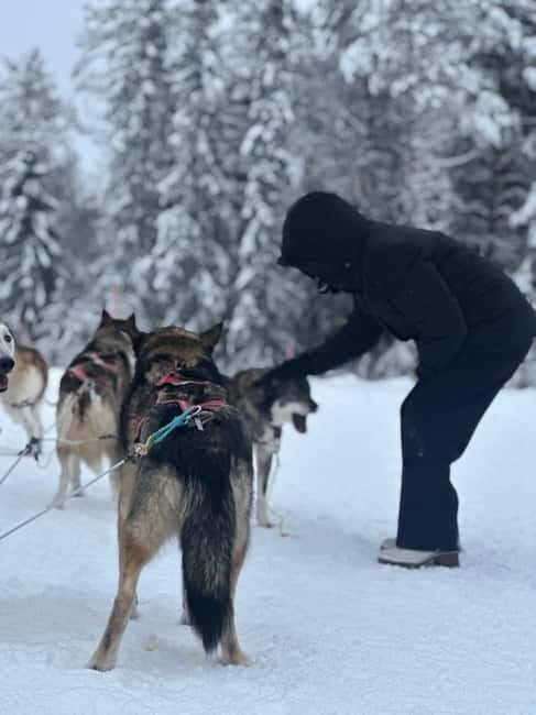 From Helsinki: 7-Day Lapland Northern Lights Tour - Day 6: Salla Wilderness & Final Northern Lights Tour