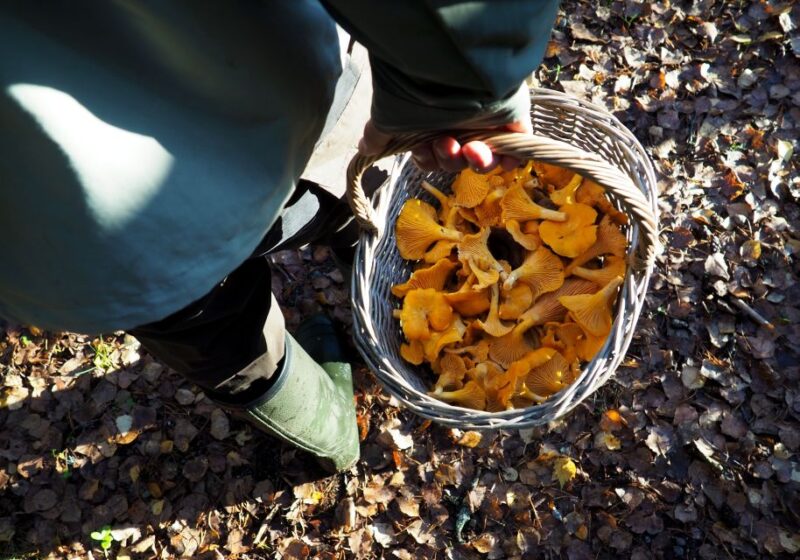 From Helsinki: Mushroom Hunting Tour in a National Park - Preparation Guidelines