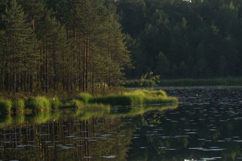 From Helsinki: Nuuksio National Park Half-Day Trip - Exploring the Trip in Detail