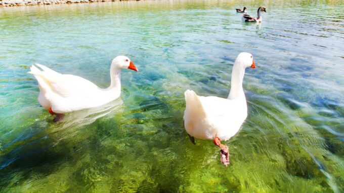 From Heraklion: Chania Town, Kournas Lake, and Rethymno Tour - Language Options