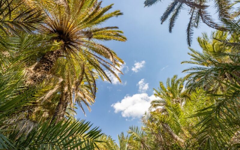 From Heraklion: Preveli Natural Palm Forest & Exotic Beach - FAQ  