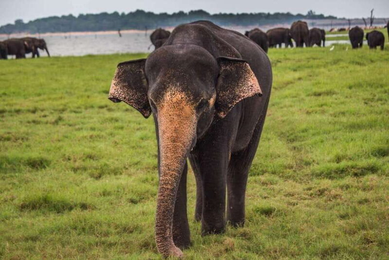 From Hikkaduwa/Galle/Weligama/Mirissa: Udawalawa Safari Tour - An Authentic Encounter with Sri Lanka’s Wildlife
