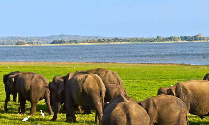 From Hikkaduwa/Galle/Weligama/Mirissa: Udawalawa Safari Tour - Practical Tips for Your Safari
