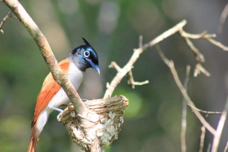 From: Hiriketiya - YALA Safari - To : Ella (Special Offer) - Pickup Locations and Taxi Fees