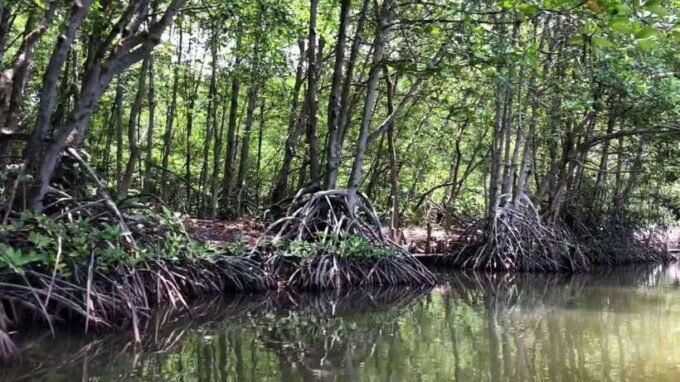 From Ho Chi Minh: Can Gio Mangrove & Monkey Island Day Trip - Local Cuisine and Dining Experience