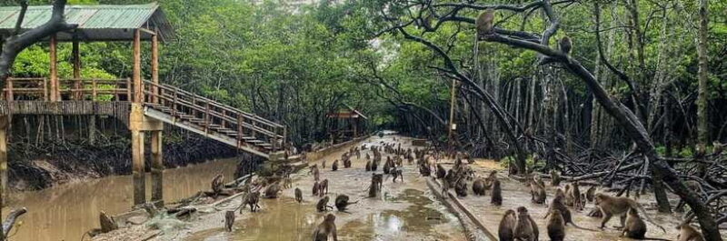 From Ho Chi Minh City: Can Gio Mangrove Forest Day Tour - Culinary Experience: Vietnamese Lunch