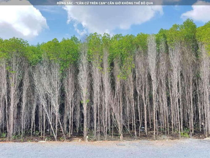 From Ho Chi Minh City: Can Gio Mangrove Forest Day Tour - Booking Your Adventure to Can Gio