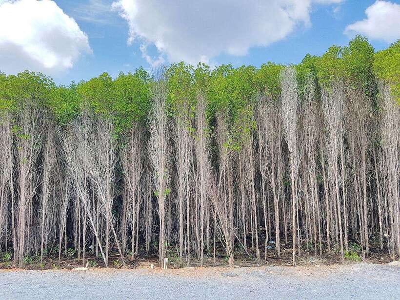 From Ho Chi Minh City: Can Gio Mangrove & Monkey Island Day… - Frequently Asked Questions