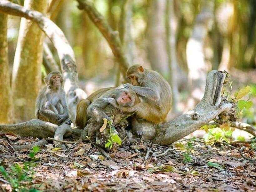 From Ho Chi Minh City: Can Gio Monkey Island Day Tour - Important Information for Visitors