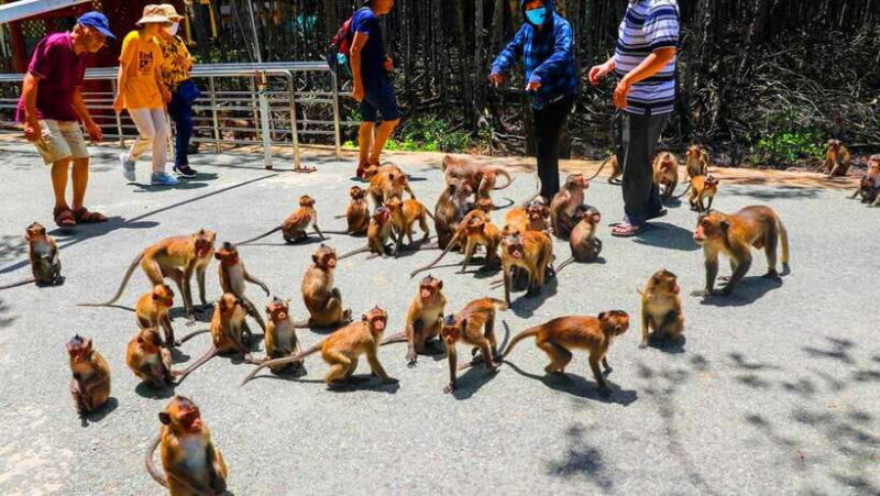 From Ho Chi Minh City: Can Gio Monkey Island Day Trip - The Speedboat Experience